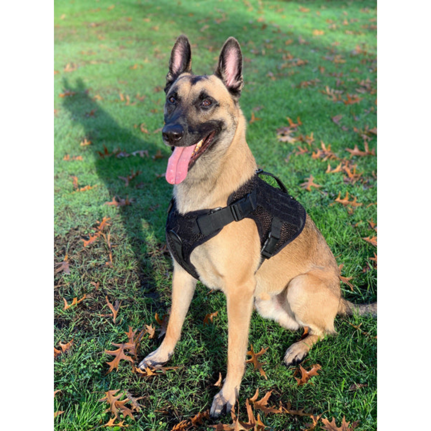 221B Tactical - Artemis Dog Harness - No Pull/No Choke - Adjustable