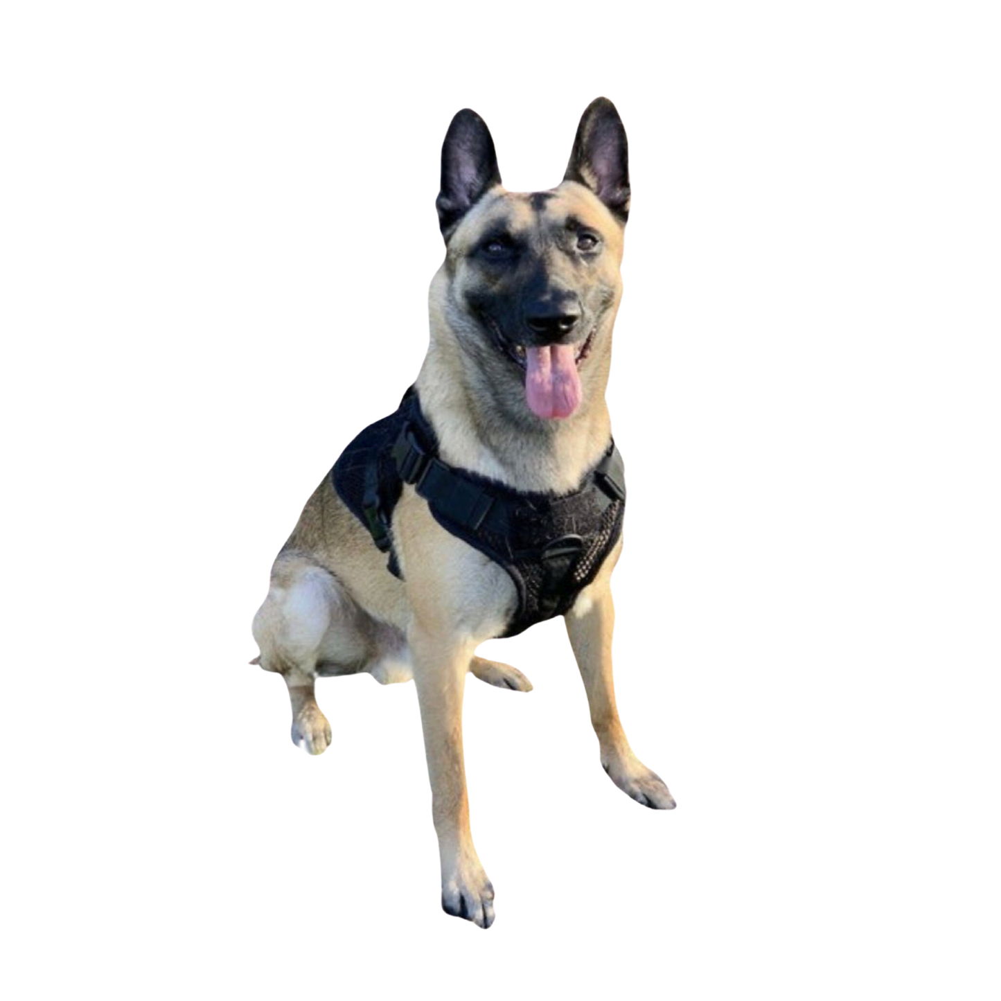 221B Tactical - Artemis Dog Harness - No Pull/No Choke - Adjustable