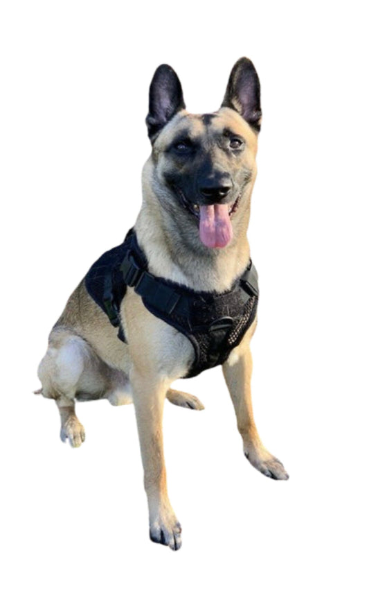 221B Tactical - Artemis Dog Harness - No Pull/No Choke - Adjustable